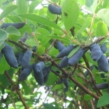 Bobice orlovih noktiju su gorke: šta to znači, da li se može jesti, kako ukloniti gorčinu